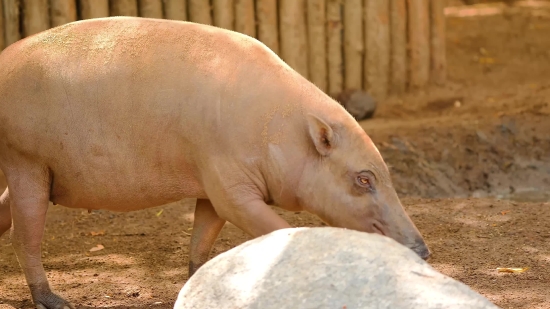 Hog, Swine, Ungulate, Mammal, Piglet, Pig