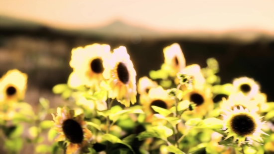 Hole, Sunflower, Flower, Plant, Yellow, Field