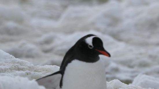 Horror Clip, Shorebird, Bird, Wading Bird, Aquatic Bird, Wildlife