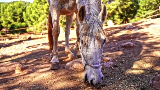 Horse, Animal, Farm, Colt, Horses, Foal