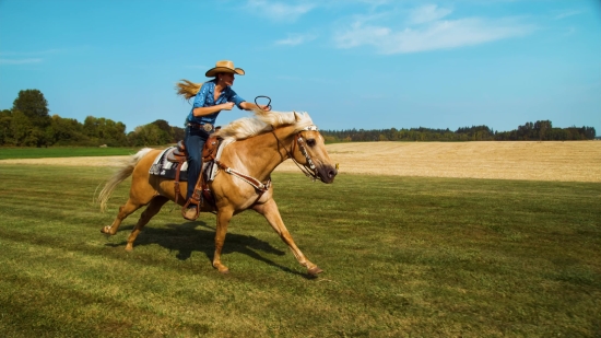 Horse, Animal, Horses, Riding, Stallion, Cowboy