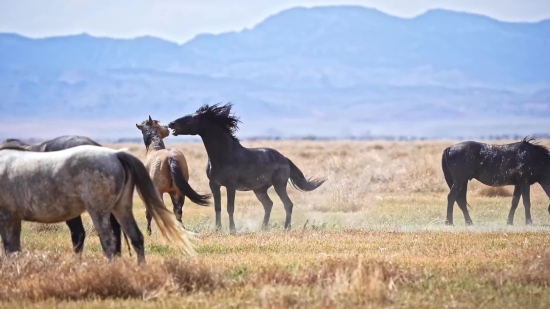 Horse, Animal, Ranch, Mammal, Colt, Stallion