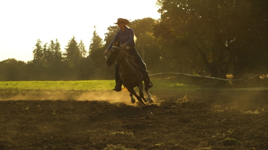 Horse, Cowboy, Animal, Vaulting Horse, Sport, Stallion