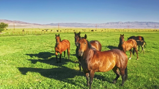 Horse, Farm, Horses, Ranch, Stallion, Animal