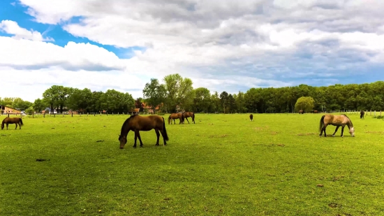 Horse, Grass, Farm, Horses, Field, Pasture