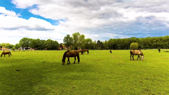 Horse, Grass, Horses, Farm, Field, Pasture