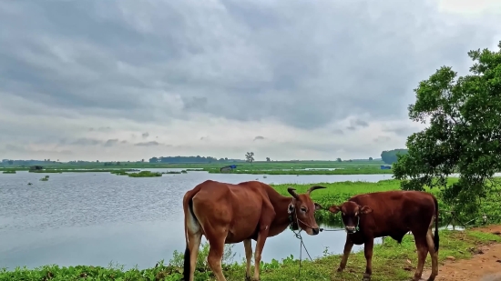 Horse, Horses, Farm, Equine, Sorrel, Pasture