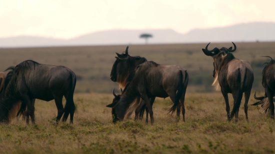 Horse, Ranch, Farm, Mammal, Bull, Grass