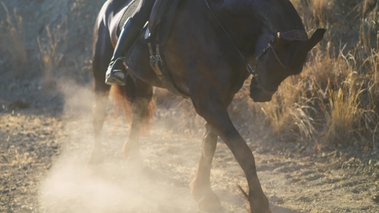 Horse, Vaulting Horse, Thoroughbred, Farm, Stallion, Horses