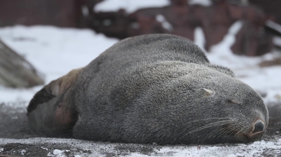 Hot Clip Video, Sea Lion, Mammal, Seal, Eared Seal, Mink