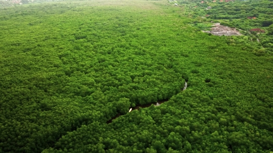 House Stock Footage Free, Tree, Landscape, Forest, Plant, Field