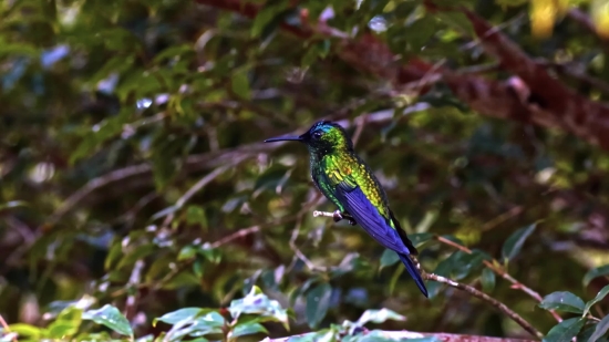 Hummingbird, Bird, Wildlife, Animal, Beak, Wild