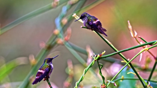 Hummingbird, Bird, Wildlife, Animal, Beak, Wild