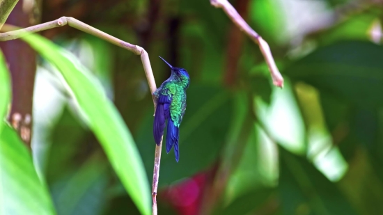 Hummingbird, Bird, Wildlife, Animal, Close, Garden