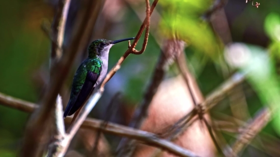 Hummingbird, Bird, Wildlife, Beak, Animal, Feather