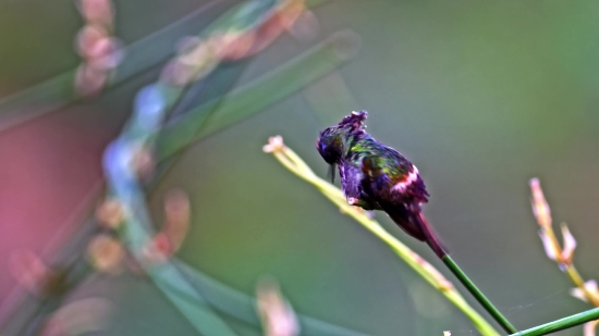 Hummingbird, Insect, Bird, Plant, Fly, Leaf