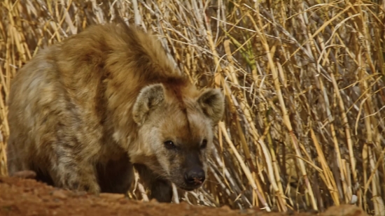 Hyena, Canine, Mammal, Wild, Wildlife, Dog