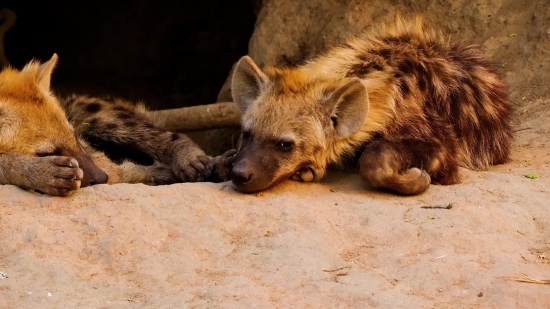 Hyena, Canine, Mammal, Wildlife, Wild, Fur