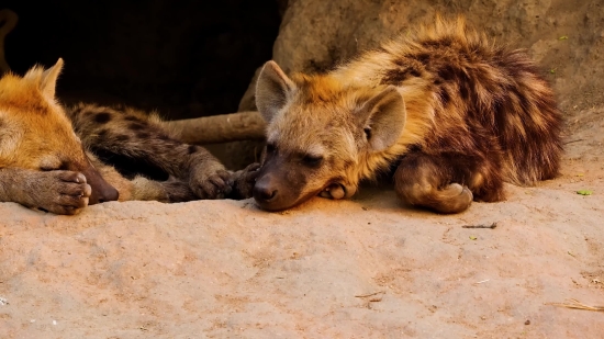 Hyena, Canine, Mammal, Wildlife, Wild, Safari