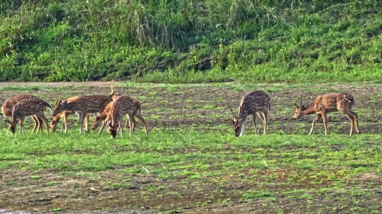 Hyena, Giraffe, Canine, Mammal, Wildlife, Safari