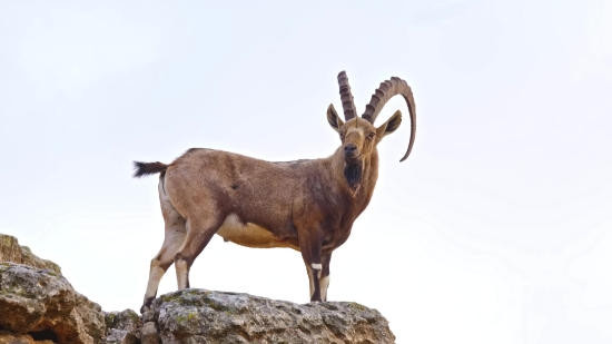 Ibex, Wild Goat, Goat, Wildlife, Deer, Wild