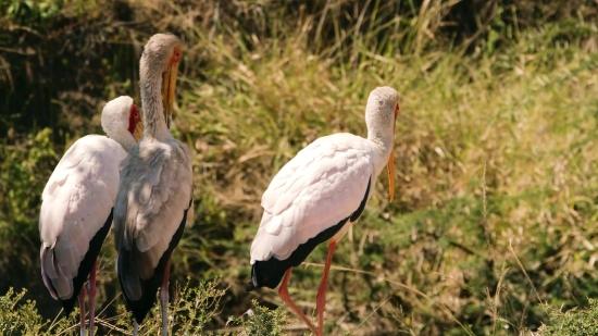 Ibis, Wading Bird, Aquatic Bird, Bird, Beak, Wildlife