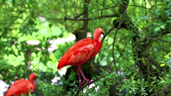 Ibis, Wading Bird, Aquatic Bird, Bird, Wildlife, Beak