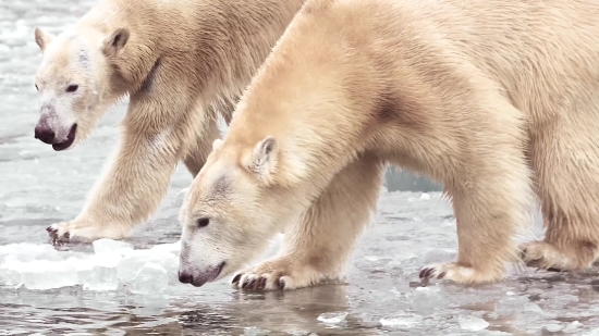 Ice Bear, Bear, Mammal, Fur, Wildlife, Wild