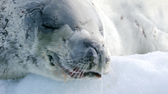 Ice Bear, Bear, Mammal, Water, Snow, Sea