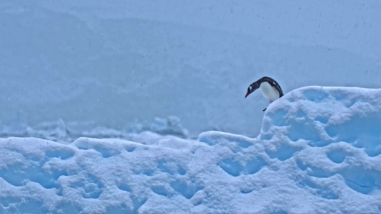 Ice, Snow, Auk, Bird, Freeze, Seabird