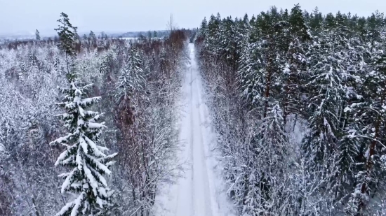 Ice, Snow, Crystal, Winter, Cold, Tree