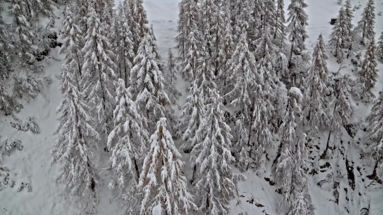 Ice, Tree, Snow, Crystal, Forest, Winter