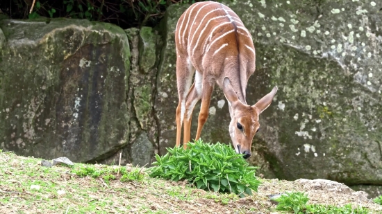 Impala, Antelope, Deer, Wildlife, Ruminant, Buck