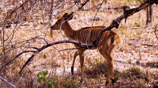 Impala, Antelope, Ruminant, Wildlife, Deer, Safari