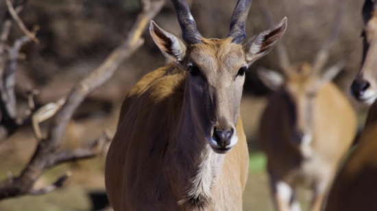 Impala, Antelope, Ruminant, Wildlife, Deer, Wild