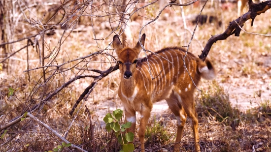 Impala, Antelope, Wildlife, Deer, Wild, Ruminant