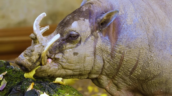 Incoming Call Background Video Download, Hippopotamus, Mammal, Ungulate, Wildlife, Elephant