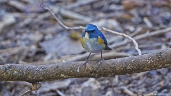 Indigo Bunting, Bunting, Bird, Finch, Wildlife, Beak