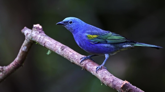 Indigo Bunting, Bunting, Finch, Bird, Beak, Wildlife