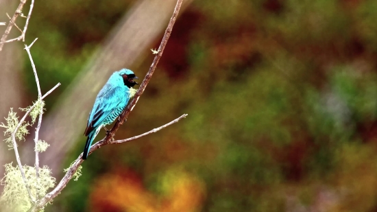 Indigo Bunting, Bunting, Finch, Bird, Beak, Wildlife