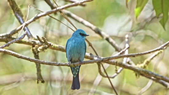 Indigo Bunting, Bunting, Finch, Bird, Wildlife, Beak