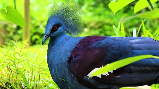 Ink Footage Free Download, Bird, Beak, Wildlife, Feather, Parrot