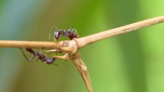 Insect, Arthropod, Close, Invertebrate, Ant, Walking Stick