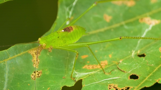 Insect, Arthropod, Leaf, Cricket, Invertebrate, Leafhopper