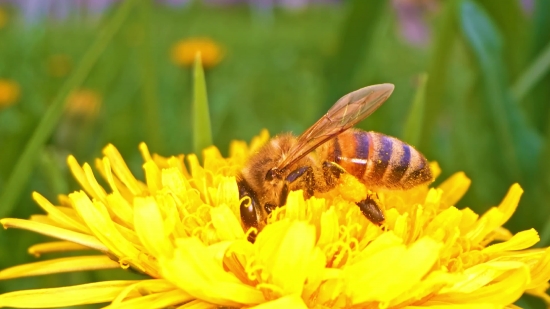 Insect, Bee, Flower, Arthropod, Plant, Worker