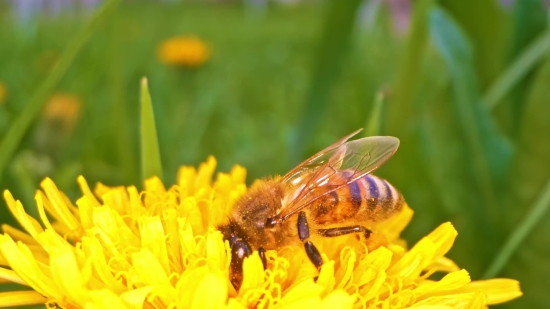 Insect, Bee, Flower, Plant, Arthropod, Herb