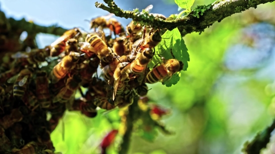 Insect, Leaf, Arthropod, Close, Plant, Worker