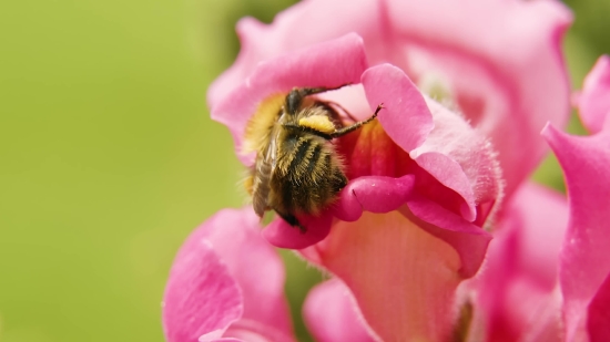 Insect, Worker, Flower, Petal, Arthropod, Pink