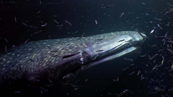 Instagram Reels Video Download Link, Sturgeon, Fish, Water, Sea, Ocean