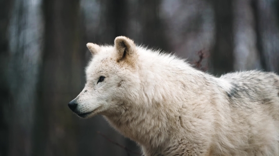 Internet Free Video, White Wolf, Wolf, Canine, Fur, Mammal